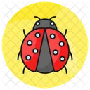 Ladybird Ladybug Coccinellidae Icon