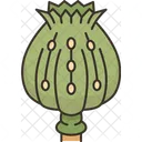 Opium Poppy Narcotic Icon